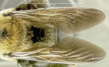 Media type: image;   Entomology 610038 Aspect: wing